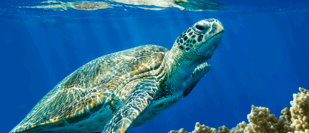 NECTRAVELDEALS-Ägypten-Tauchen