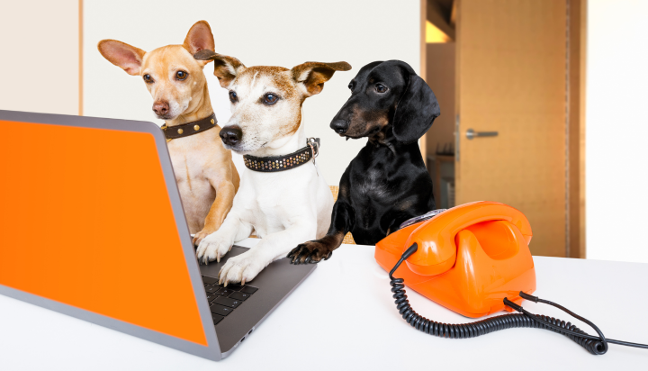 NECTRAVELDEALS Urlaub mit Hund Anmeldung