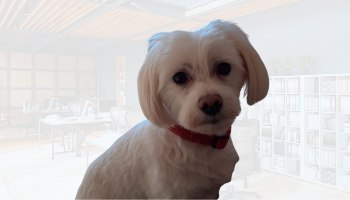 NECTRAVELDEALS Urlaub mit Hund Expertentipps