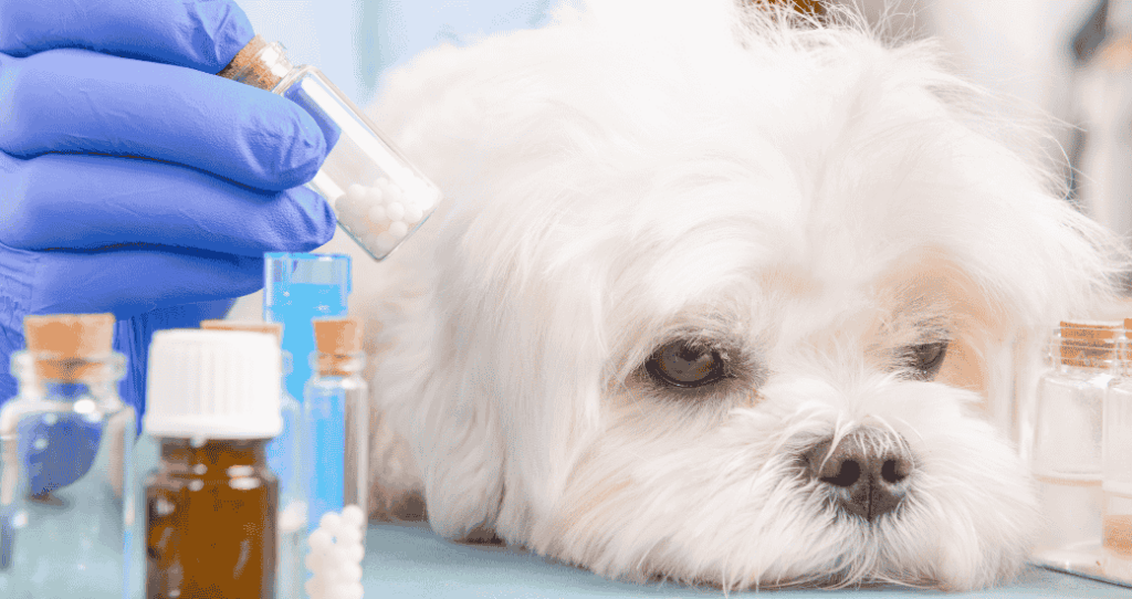 NECTRAVELDEALS-Urlaub-mit-dem-Hund-Reiseapotheke